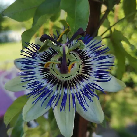 Les Mesanges Couette-café