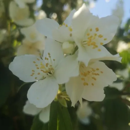 לינה וארוחת בוקר Les Mesanges