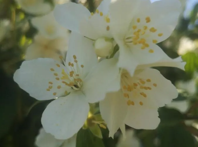 Couette-café Les Mesanges